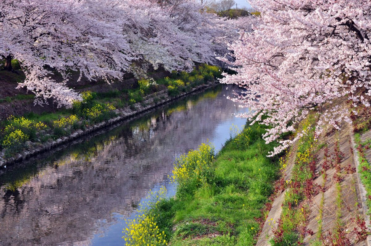 山崎川（愛知県）