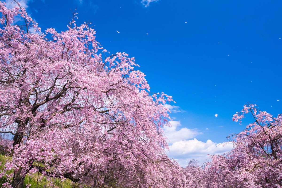 東谷山フルーツパーク（愛知県）