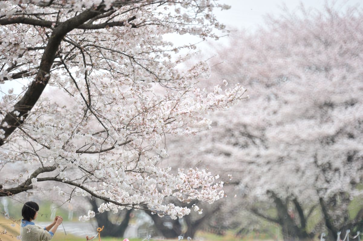 木曽川堤（愛知県）