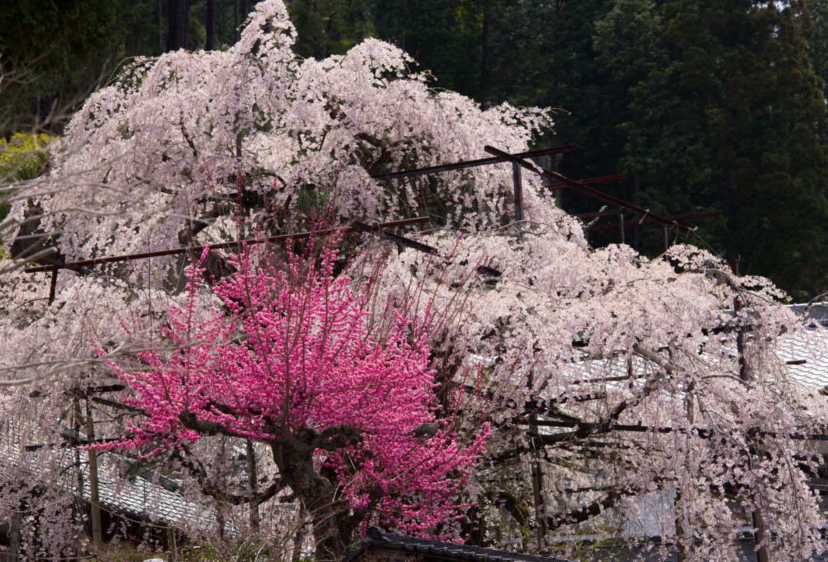 瑞龍寺（愛知県）