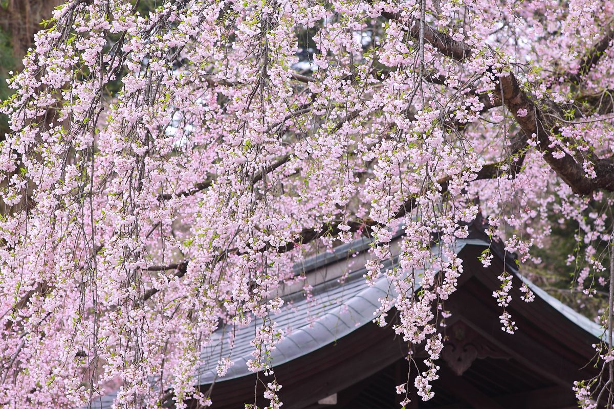 角館 武家屋敷（秋田県）