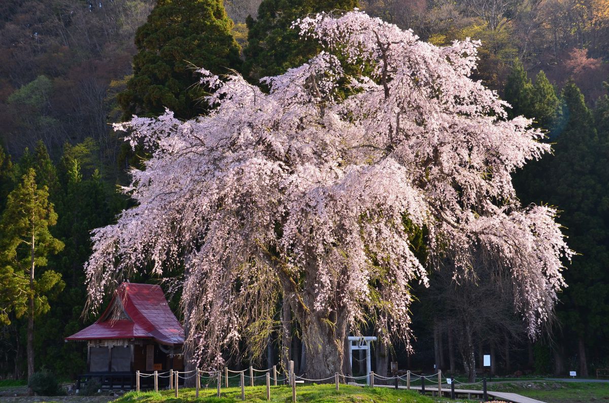 おしら様の枝垂れ桜