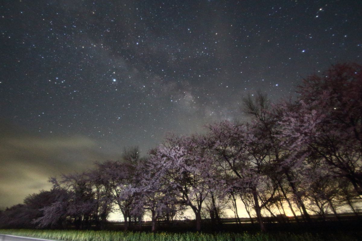 菜の花ロード（秋田県）