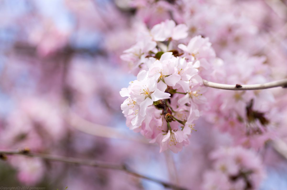 世界一の桜並木