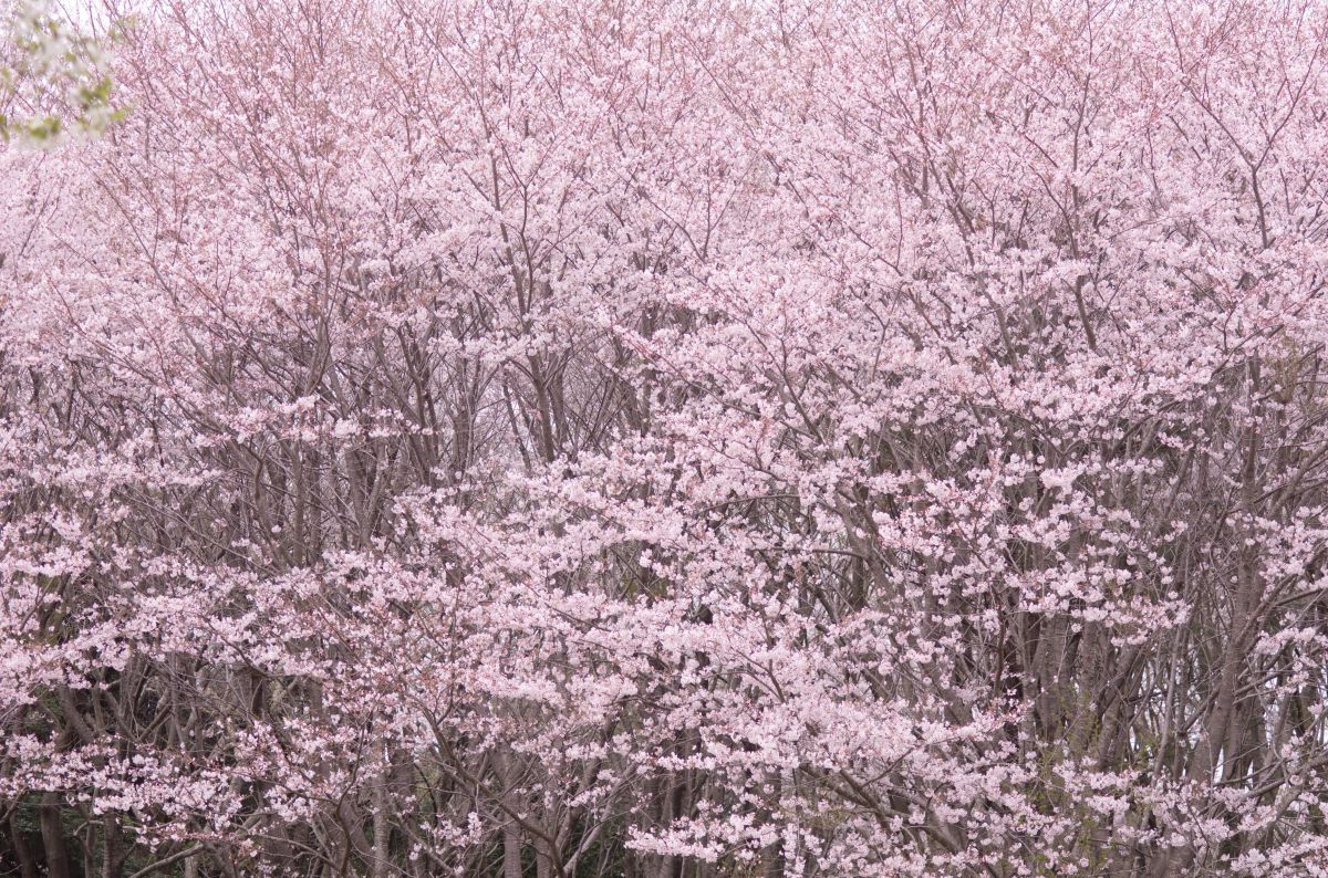 佐倉城址公園