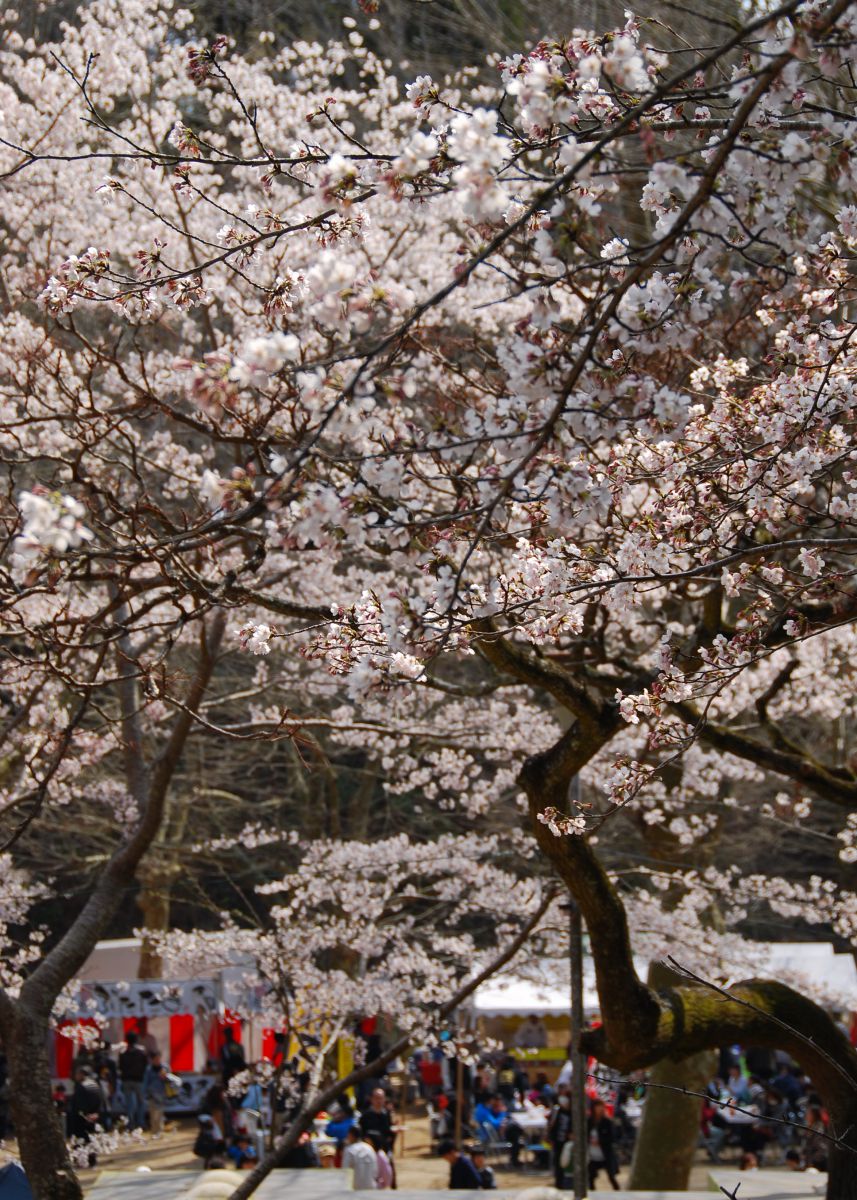 茂原公園