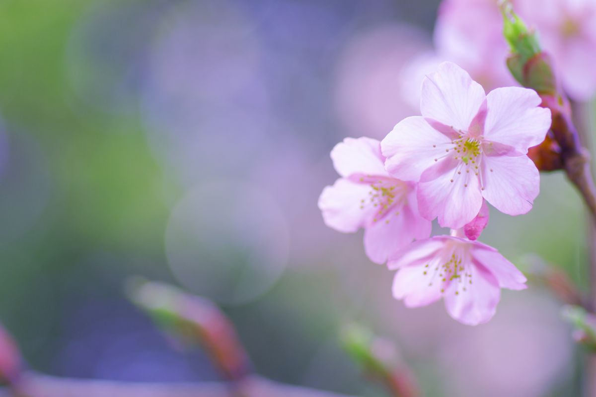 千葉市花の美術館