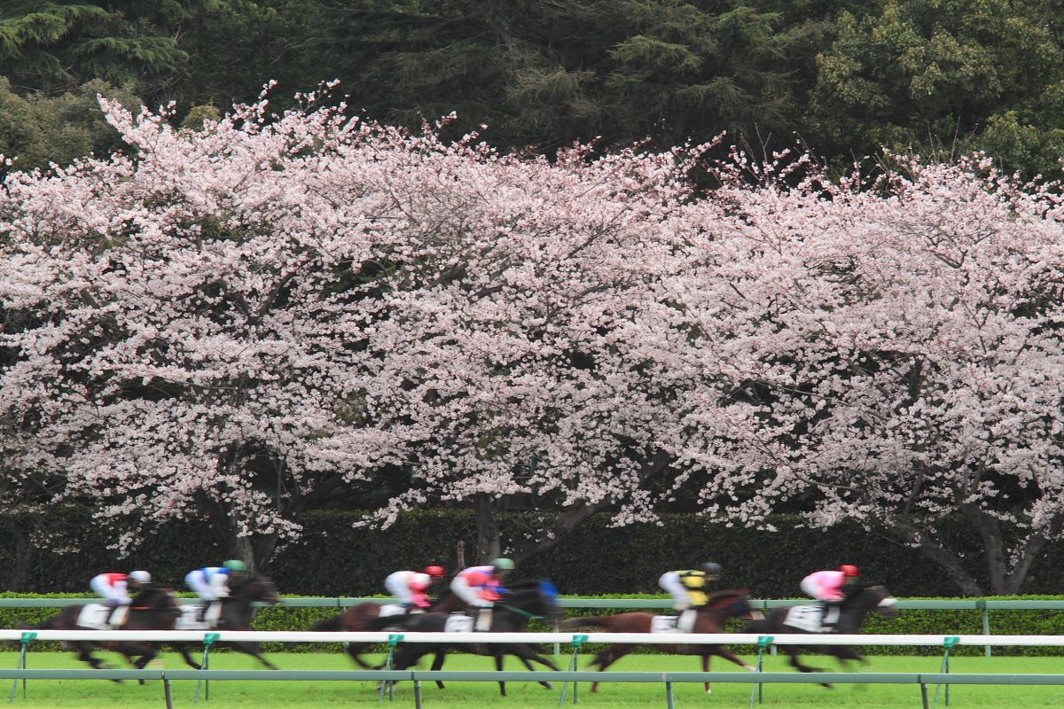 中山競馬場