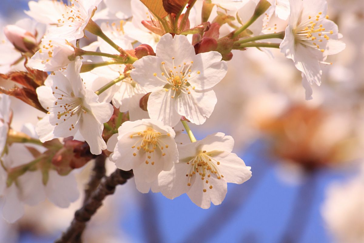 黄門桜