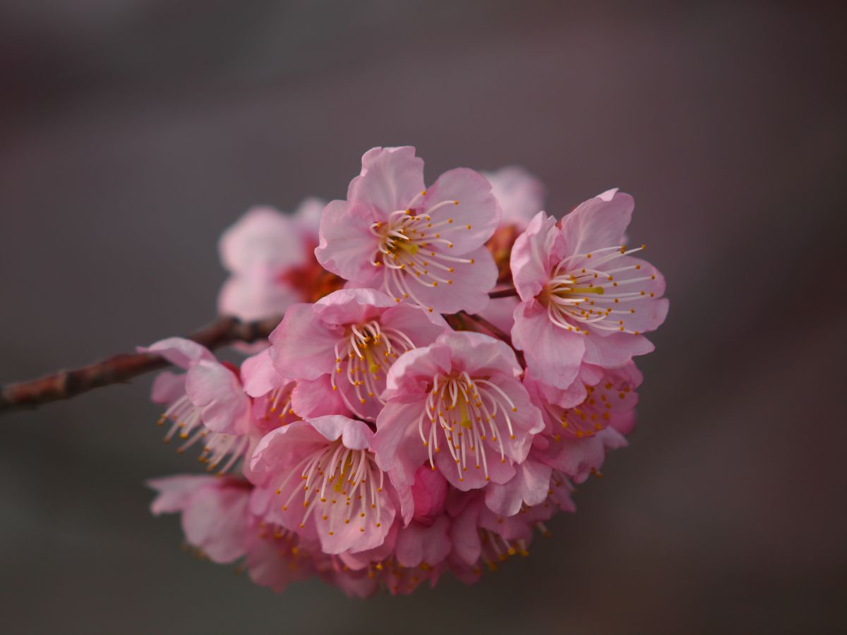 武丈公園（愛媛県）