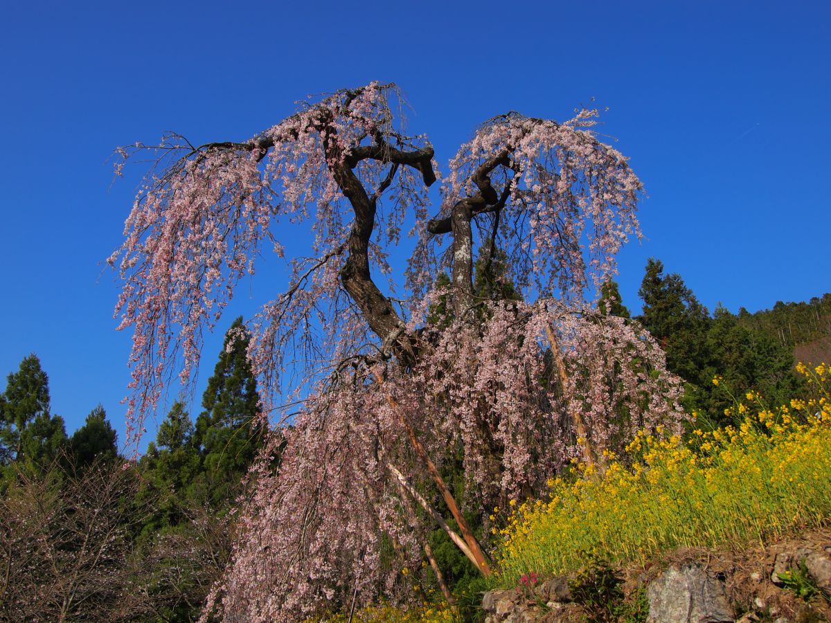 西村大師堂（愛媛県）