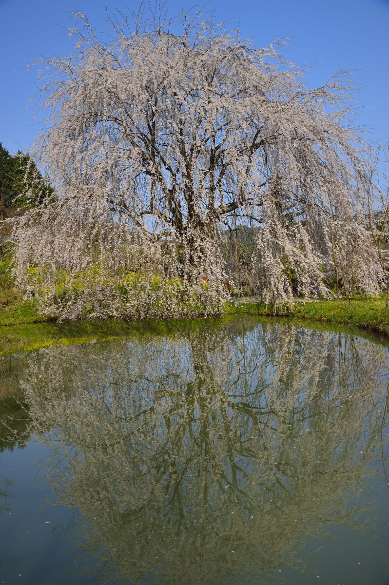 相野の花（愛媛県）