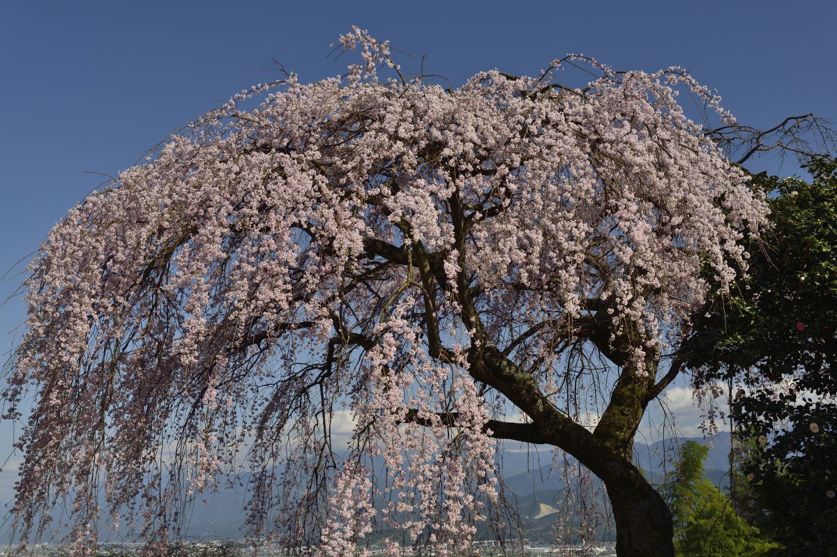 古田の枝垂れ桜（愛媛県）