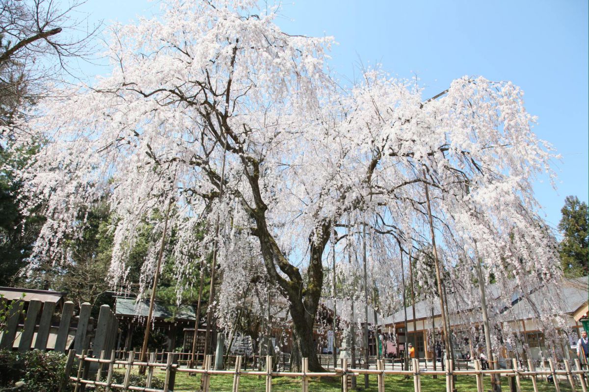 足羽山（福井県）