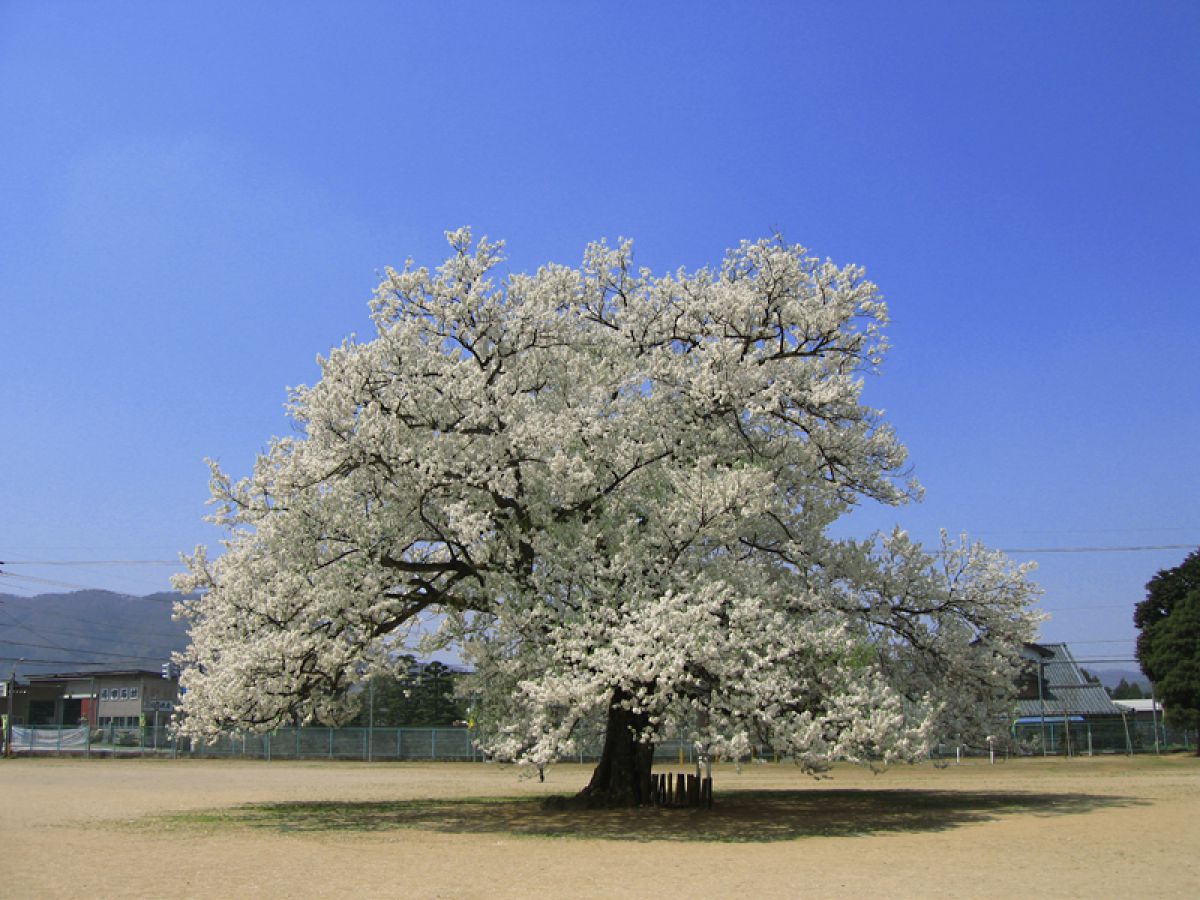 味真野小学校