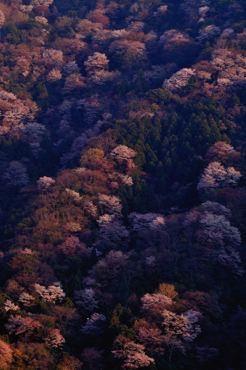 神子の山桜