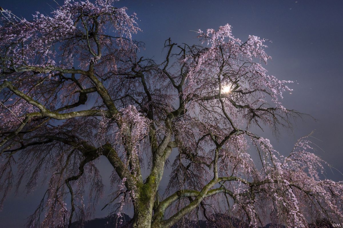 妙祐寺のしだれ桜