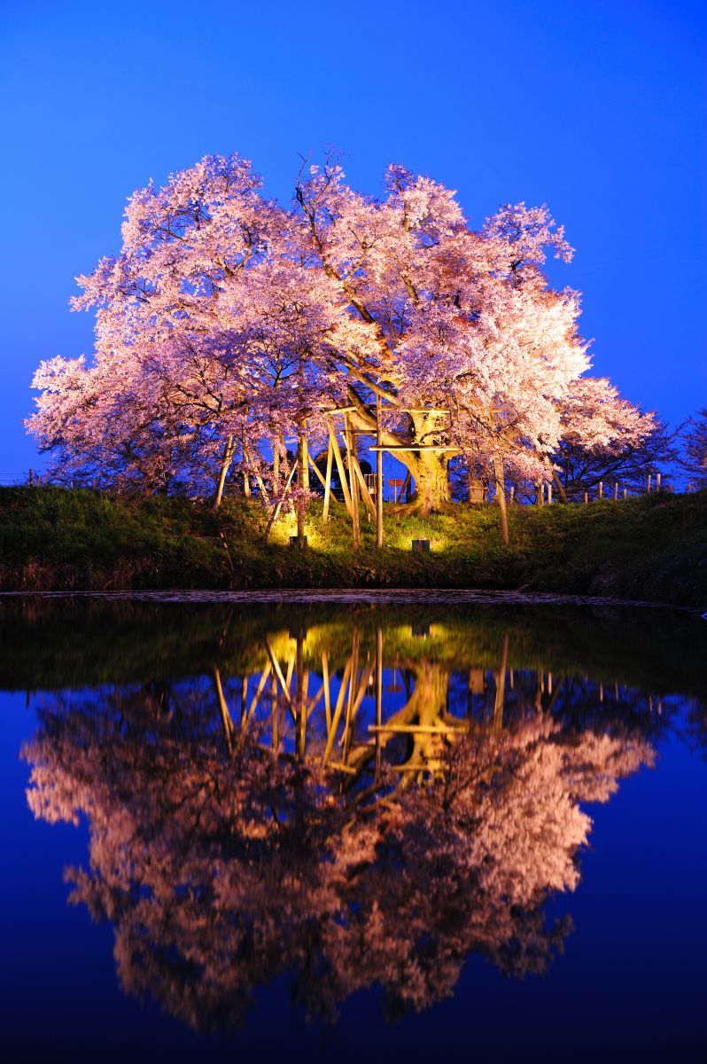 浅井の一本桜