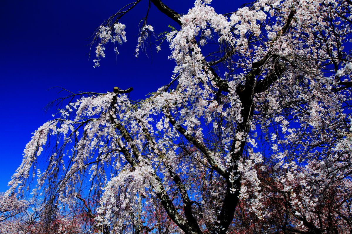 舞鶴公園（福岡県）