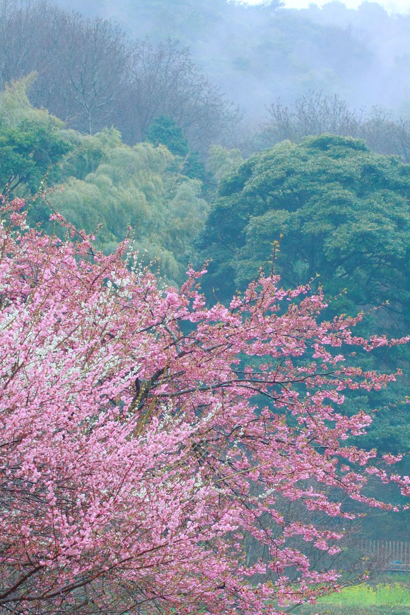 白野江植物公園