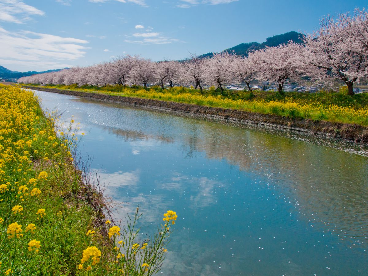 流川