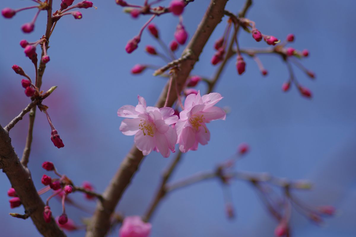 香椎宮（福岡県）