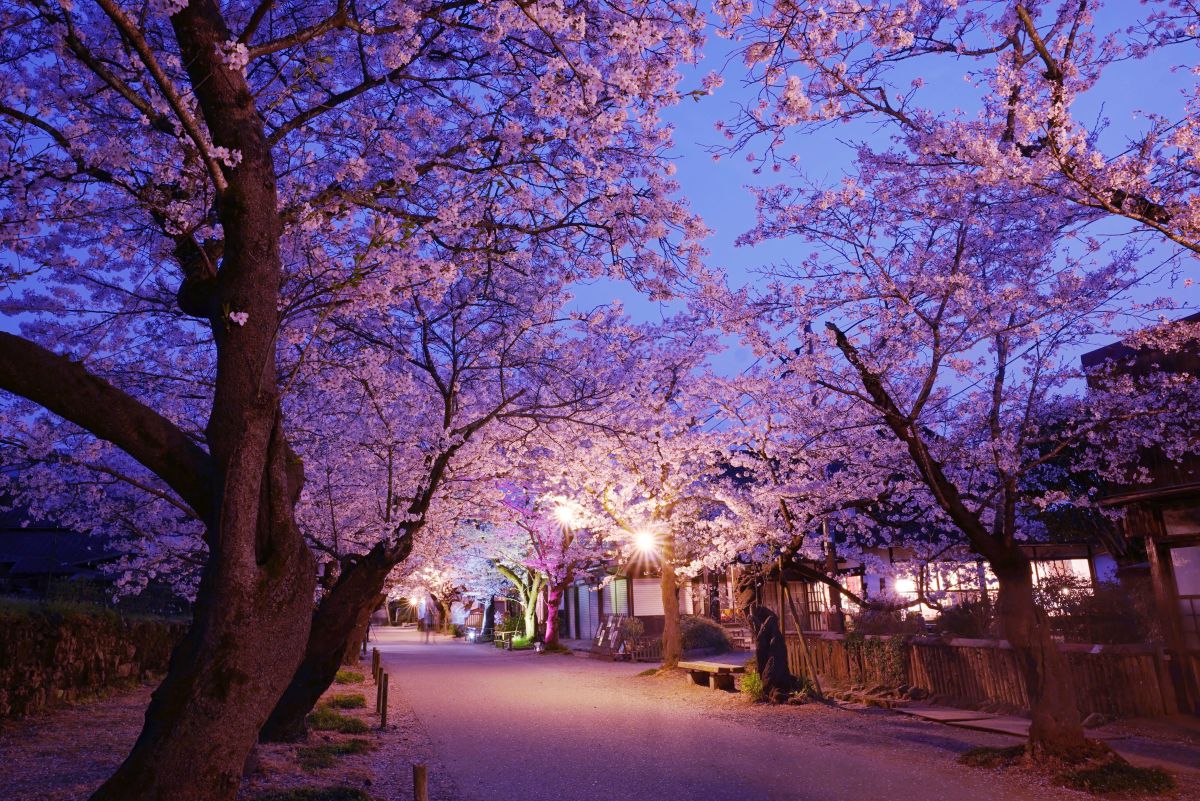 秋月杉の馬場通り（福岡県）