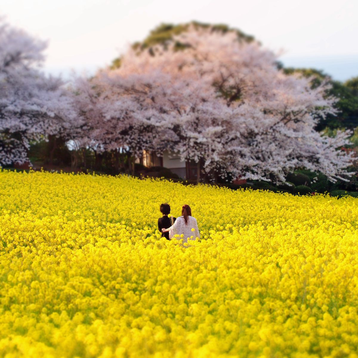 のこのしまアイランドパーク（福岡県）