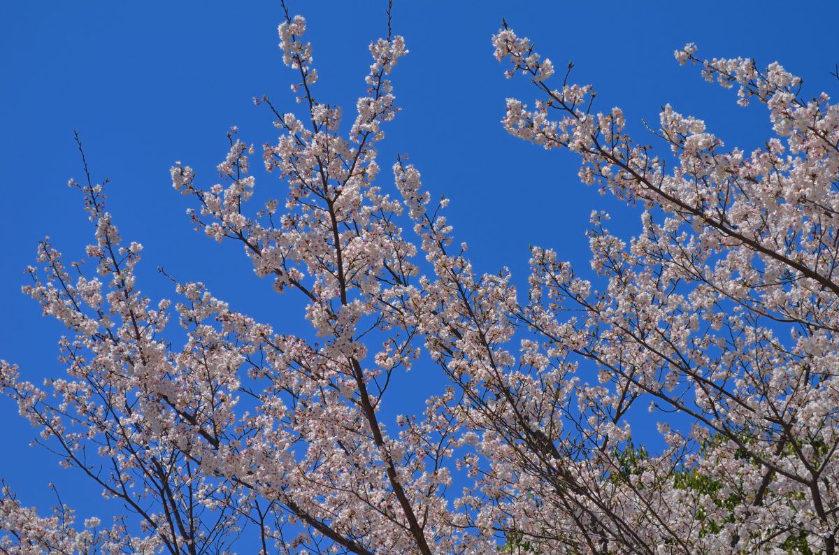 祖原公園