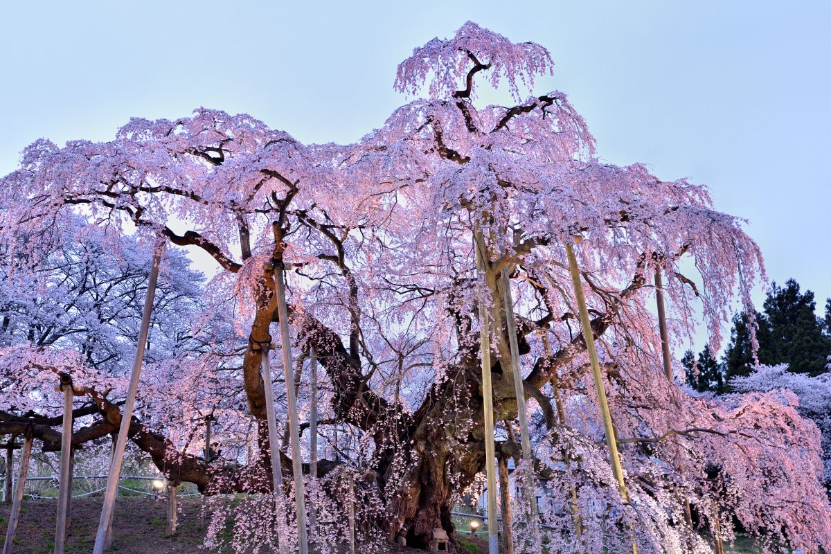 三春滝桜