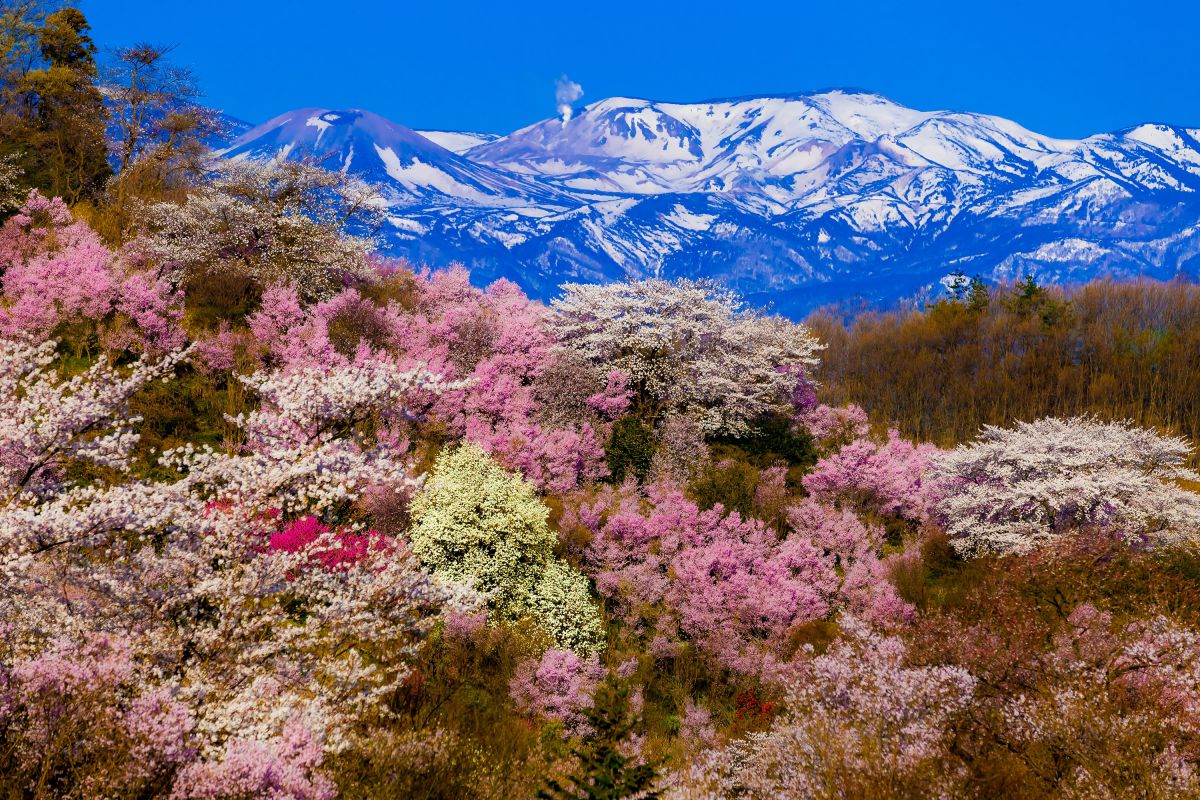 花見山 福島市（福島県）