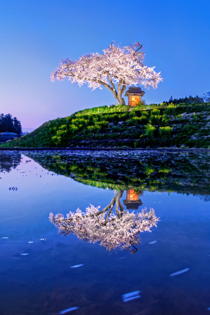 小沢の桜