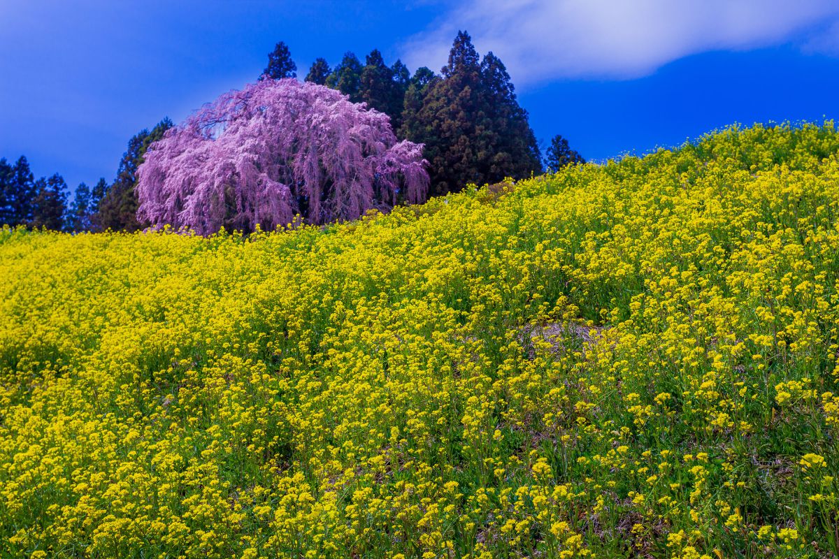 合戦場のしだれ桜（福島県）