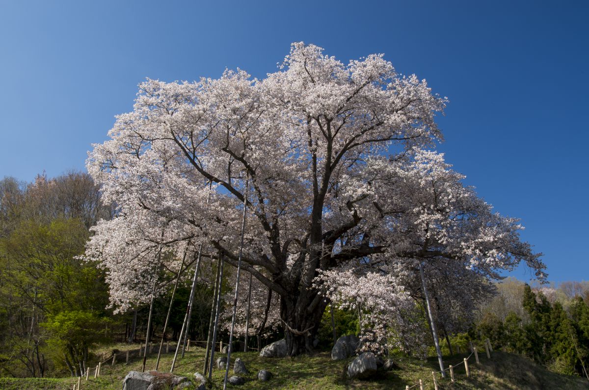 越代の桜