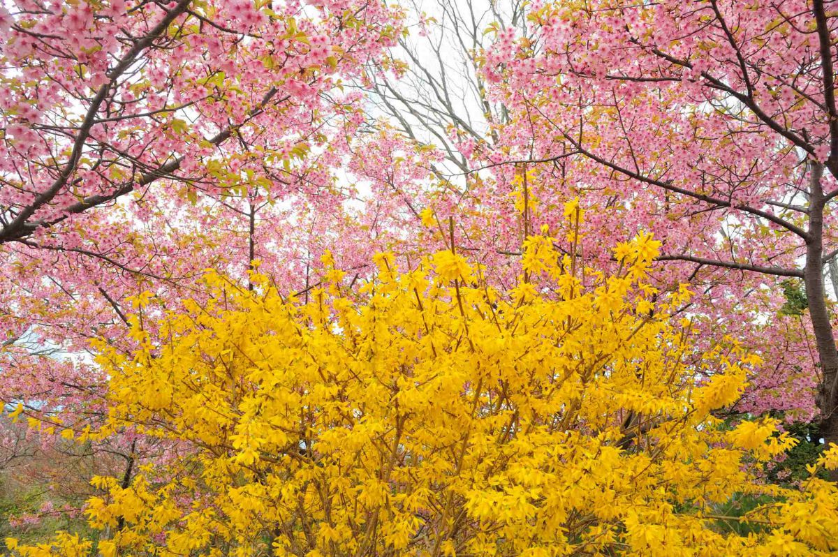 高野花見山（福島県）