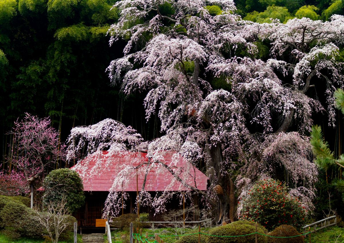 雪村桜