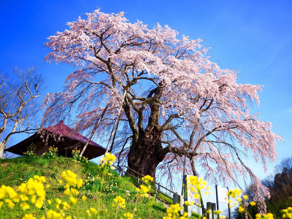 上石の不動桜