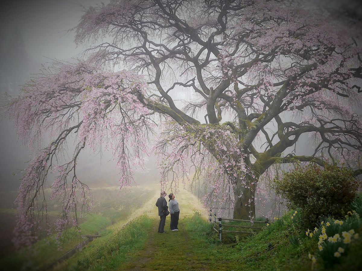 慈徳寺の種まき桜