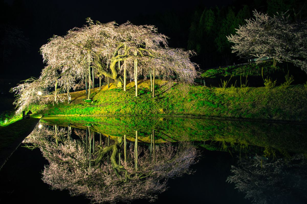 中島の地蔵桜