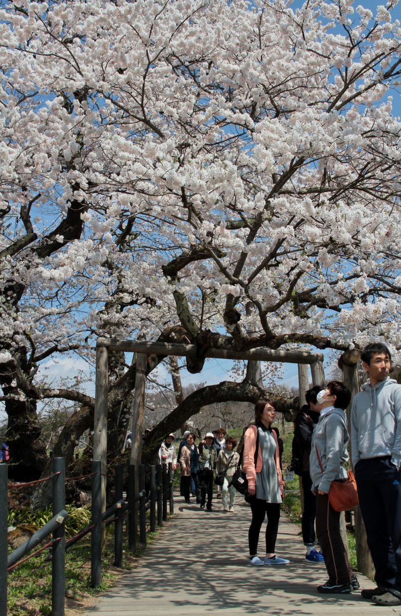 石部桜（福島県）