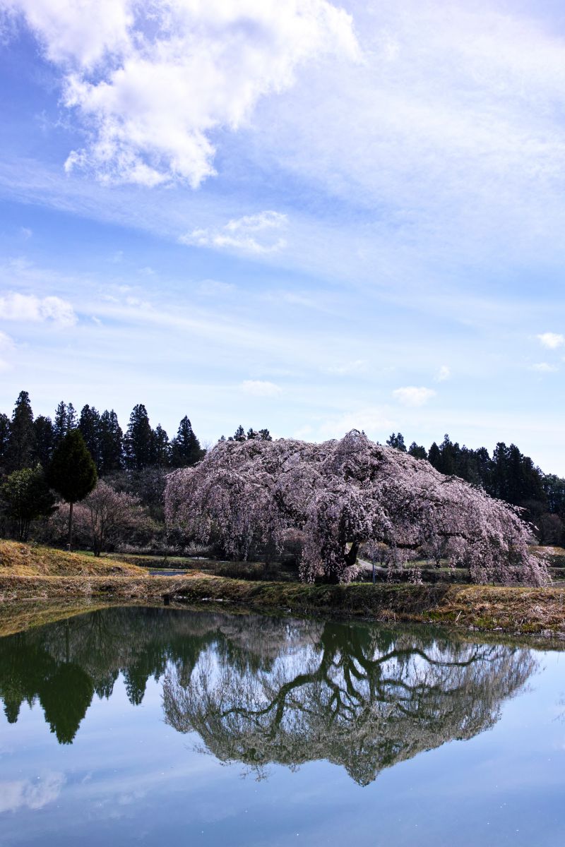 花園のしだれ桜