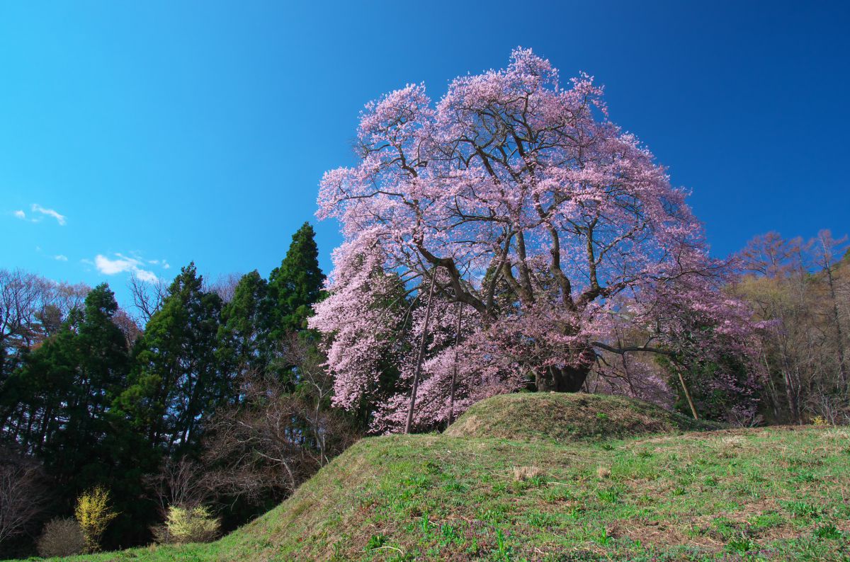 秋山の駒桜