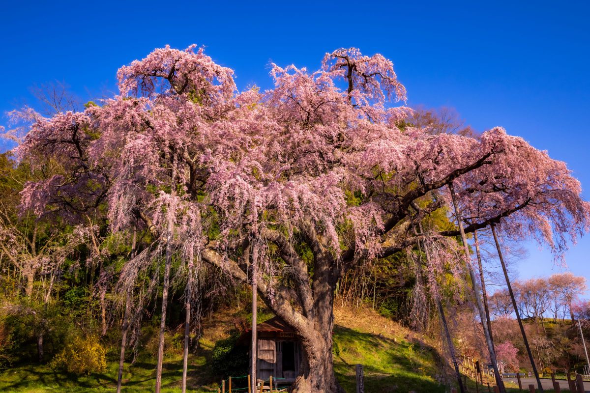 紅枝垂地蔵ザクラ（福島県）