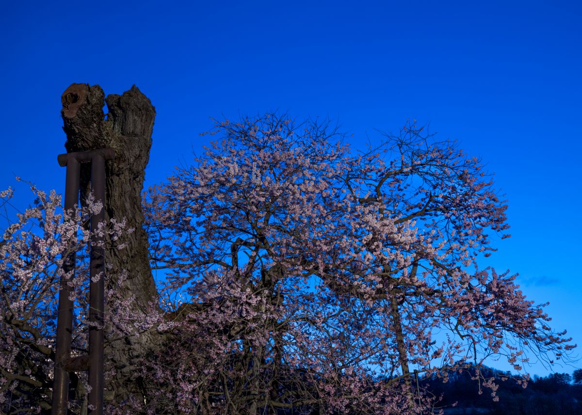 米沢の千歳桜