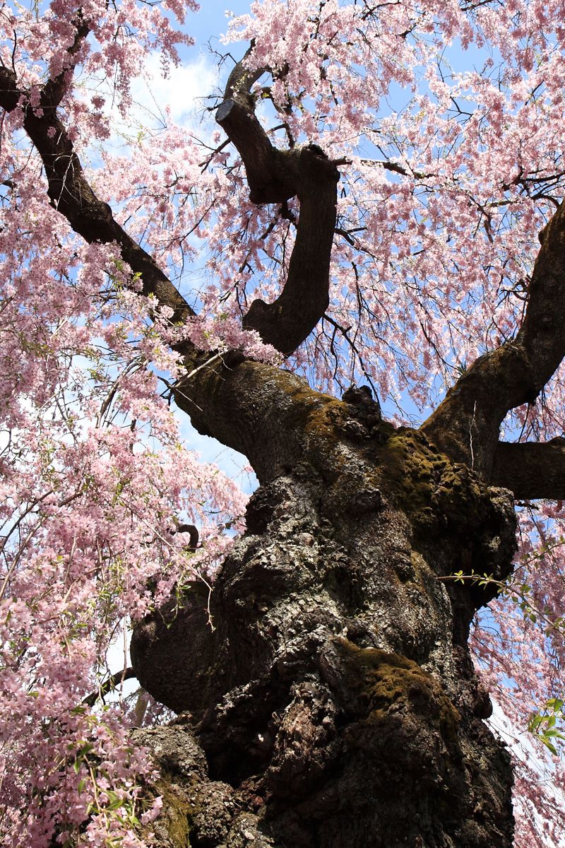 妙関寺の乙姫桜