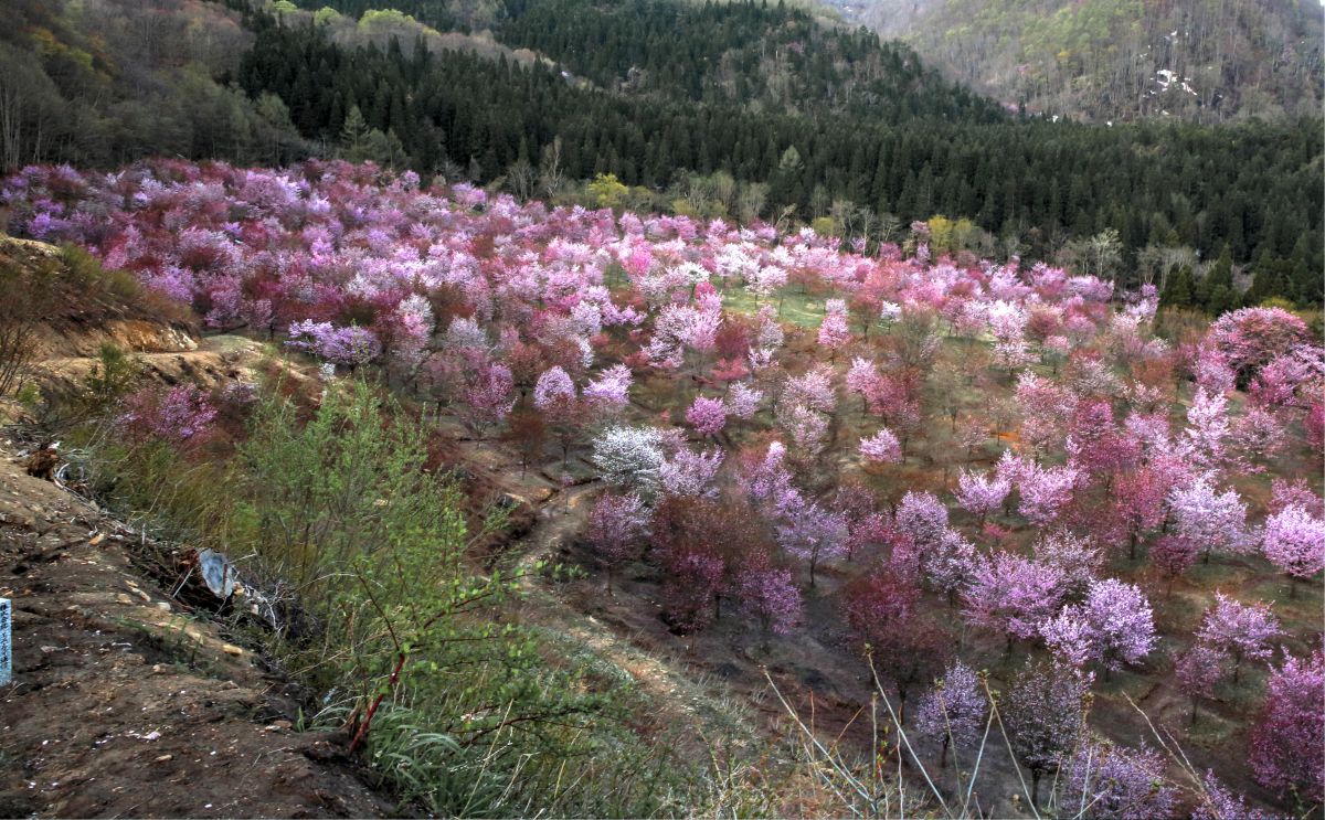 桜峠