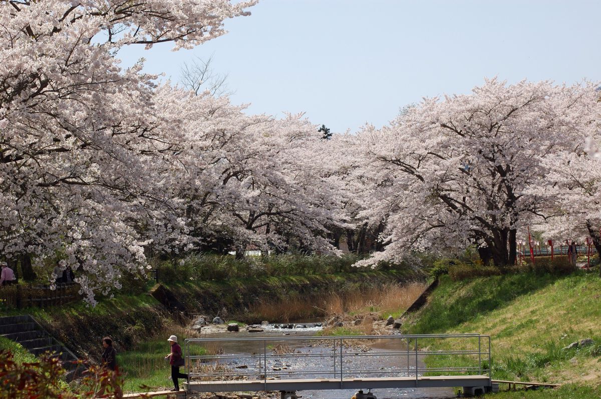 笹原川千本桜