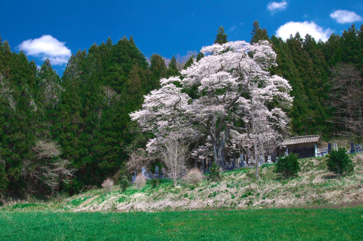 二段田のひがん桜