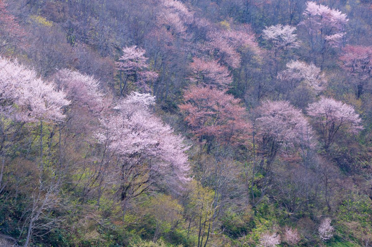 戸赤の山桜