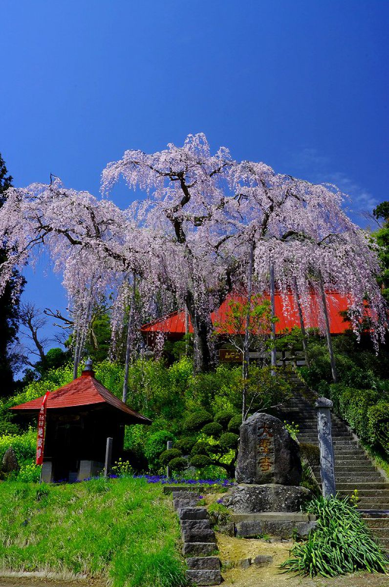 大聖寺の紅しだれ桜
